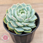 Echeveria elegans x 'Violet Queen'