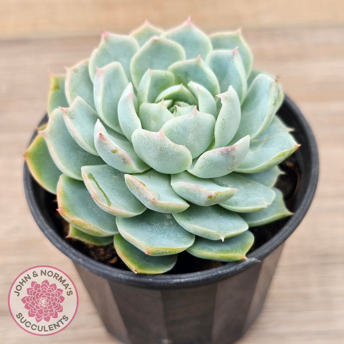 Echeveria elegans x 'Violet Queen'