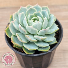 Load image into Gallery viewer, Echeveria Elegans x Violet Queen
