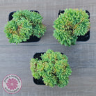 Echeveria Emerald Ripple Crest