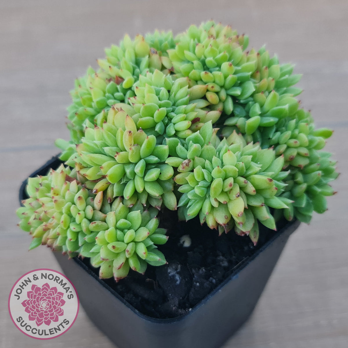 Echeveria Emerald Ripple Crest