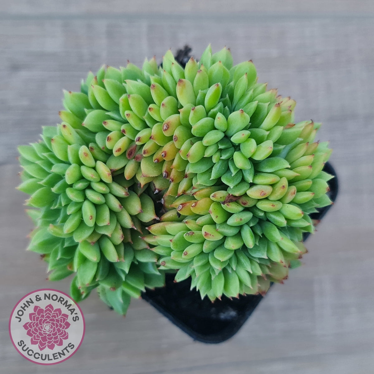 Echeveria Emerald Ripple Crest