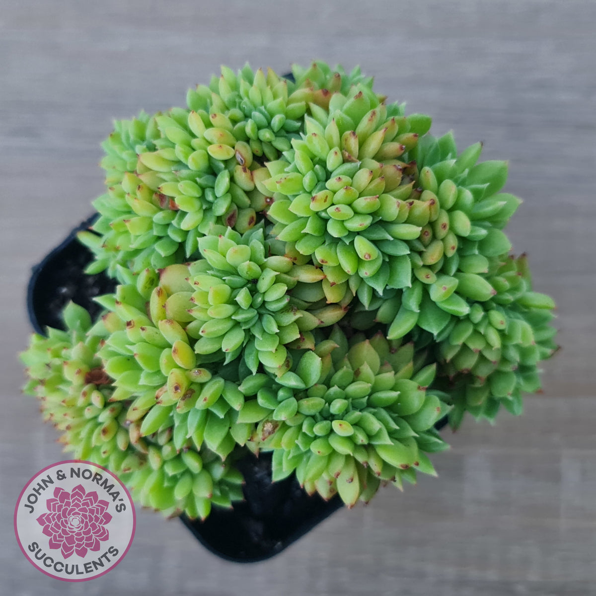 Echeveria Emerald Ripple Crest