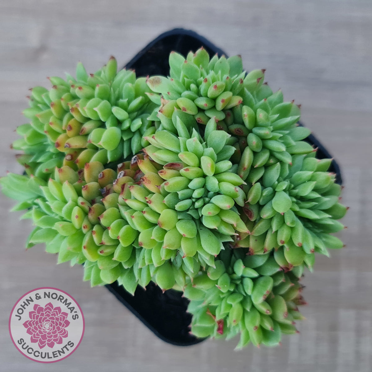 Echeveria Emerald Ripple Crest