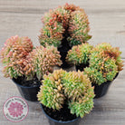 Echeveria Emerald Ripple Crest