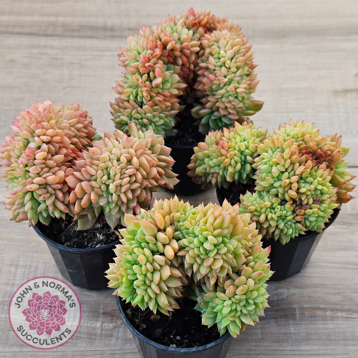 Echeveria Emerald Ripple Crest