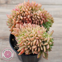Load image into Gallery viewer, Echeveria Emerald Ripple Crest
