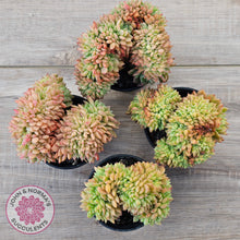Load image into Gallery viewer, Echeveria Emerald Ripple Crest
