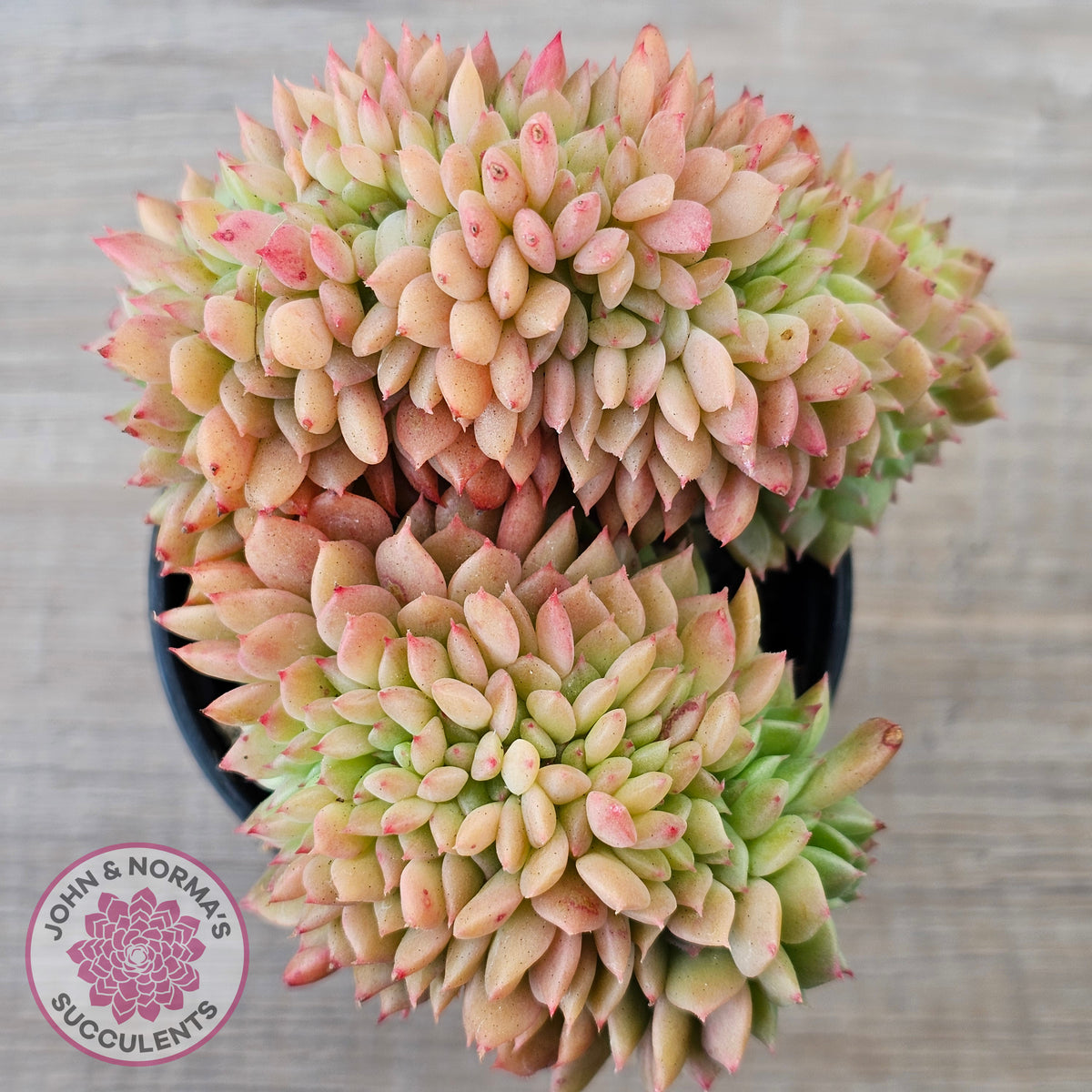 Echeveria Emerald Ripple Crest