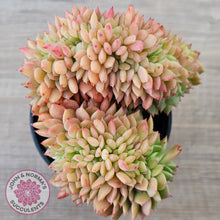 Load image into Gallery viewer, Echeveria Emerald Ripple Crest
