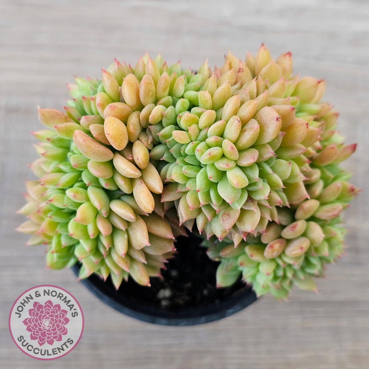 Echeveria Emerald Ripple Crest