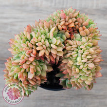 Load image into Gallery viewer, Echeveria Emerald Ripple Crest

