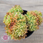 Echeveria Emerald Ripple Crest