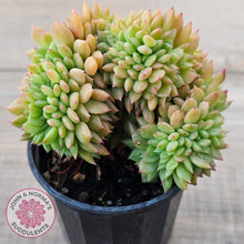Load image into Gallery viewer, Echeveria Emerald Ripple Crest
