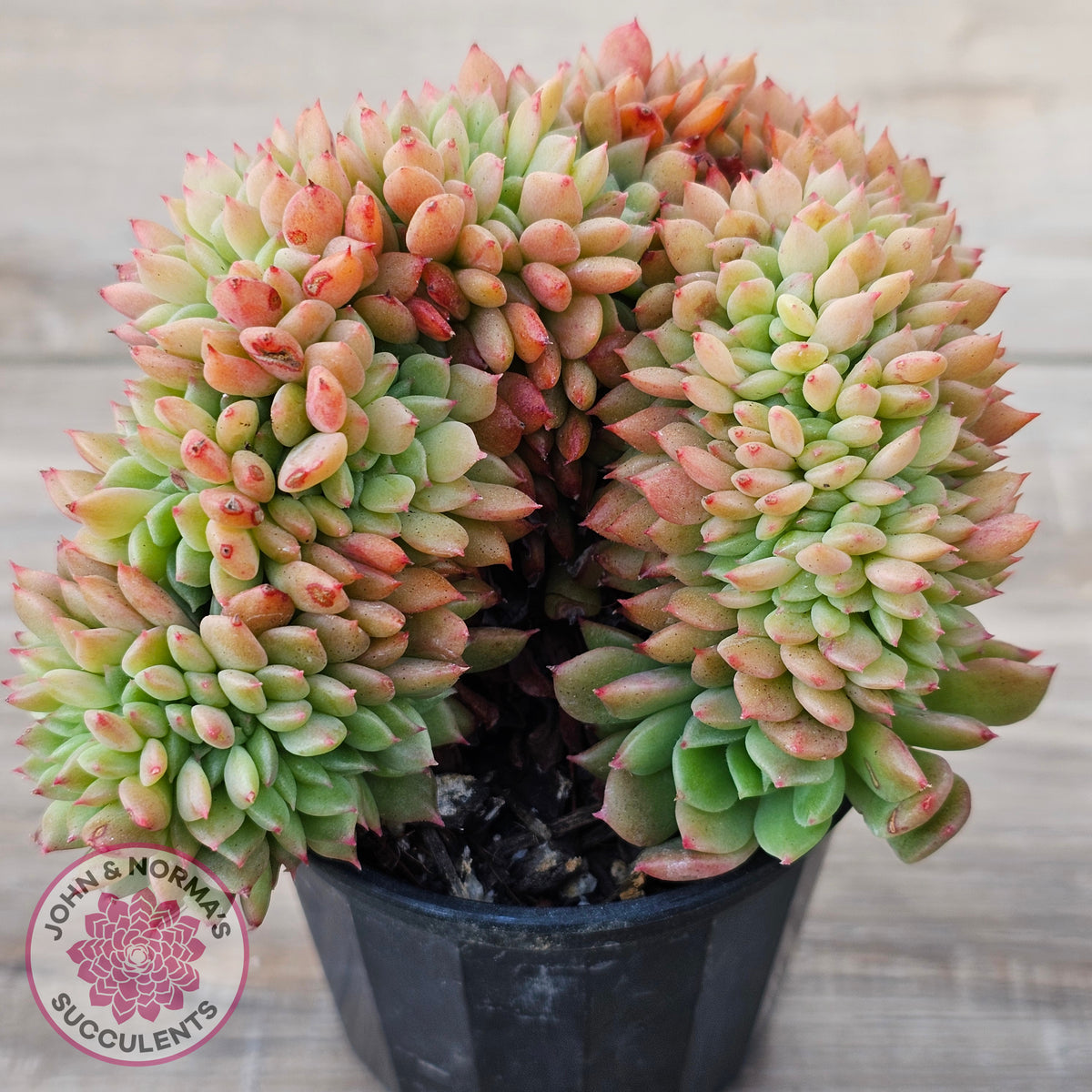 Echeveria Emerald Ripple Crest