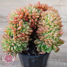 Load image into Gallery viewer, Echeveria Emerald Ripple Crest
