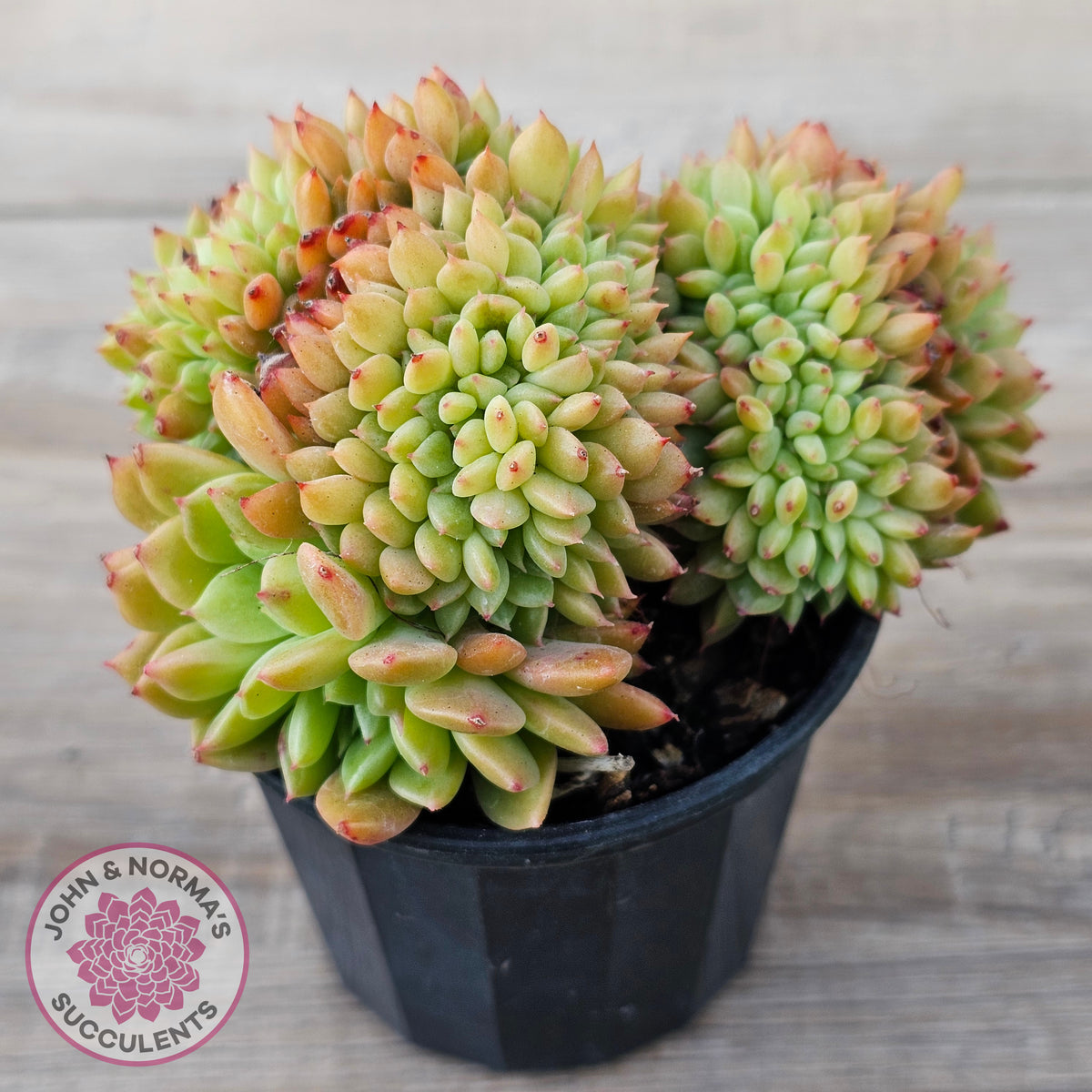 Echeveria Emerald Ripple Crest
