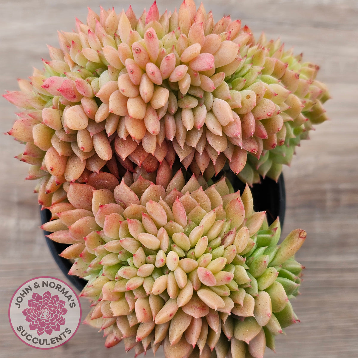 Echeveria Emerald Ripple Crest