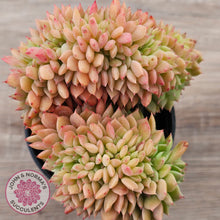 Load image into Gallery viewer, Echeveria Emerald Ripple Crest
