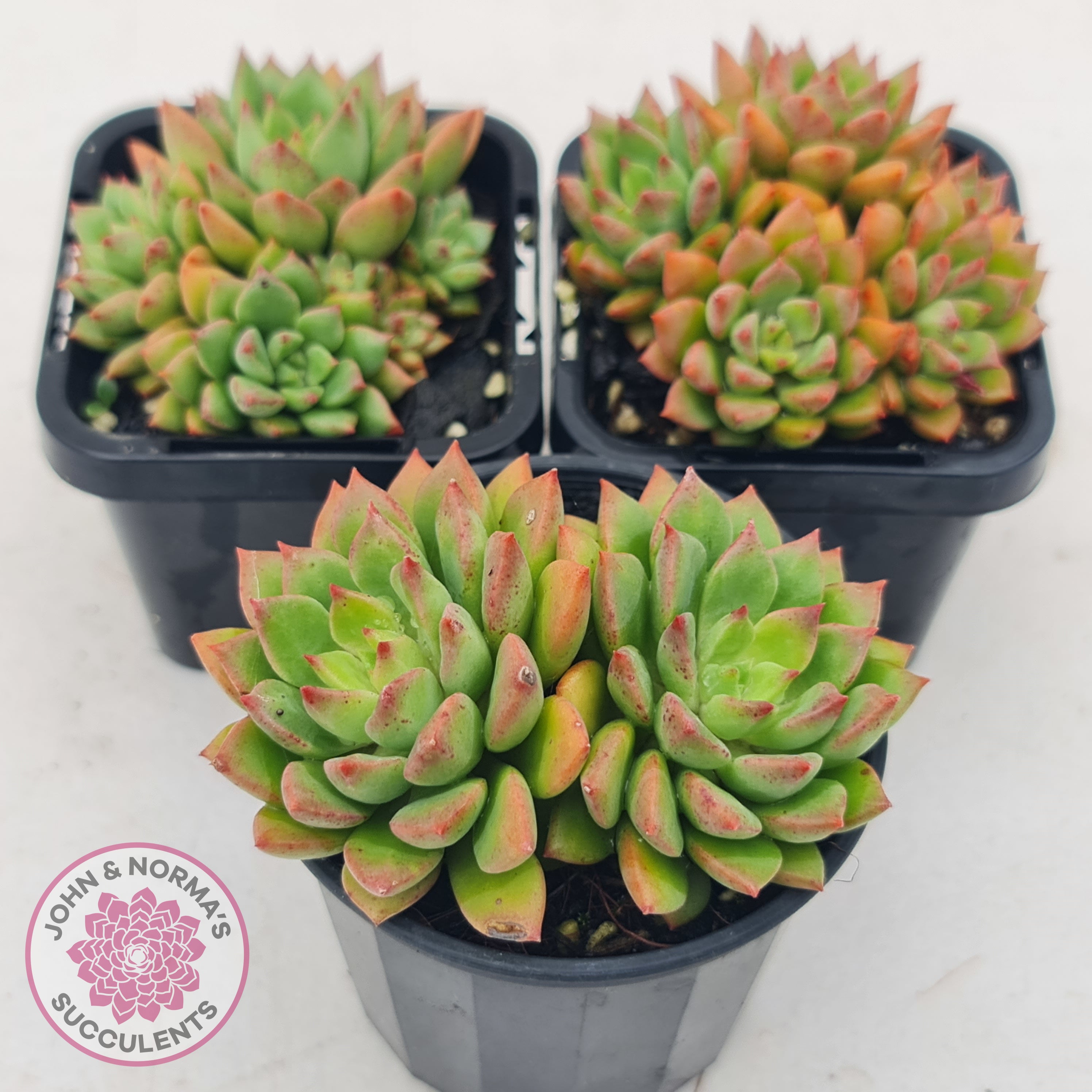 emerald ripple succulent Buy Echeveria 'Emerald Ripple' Australia