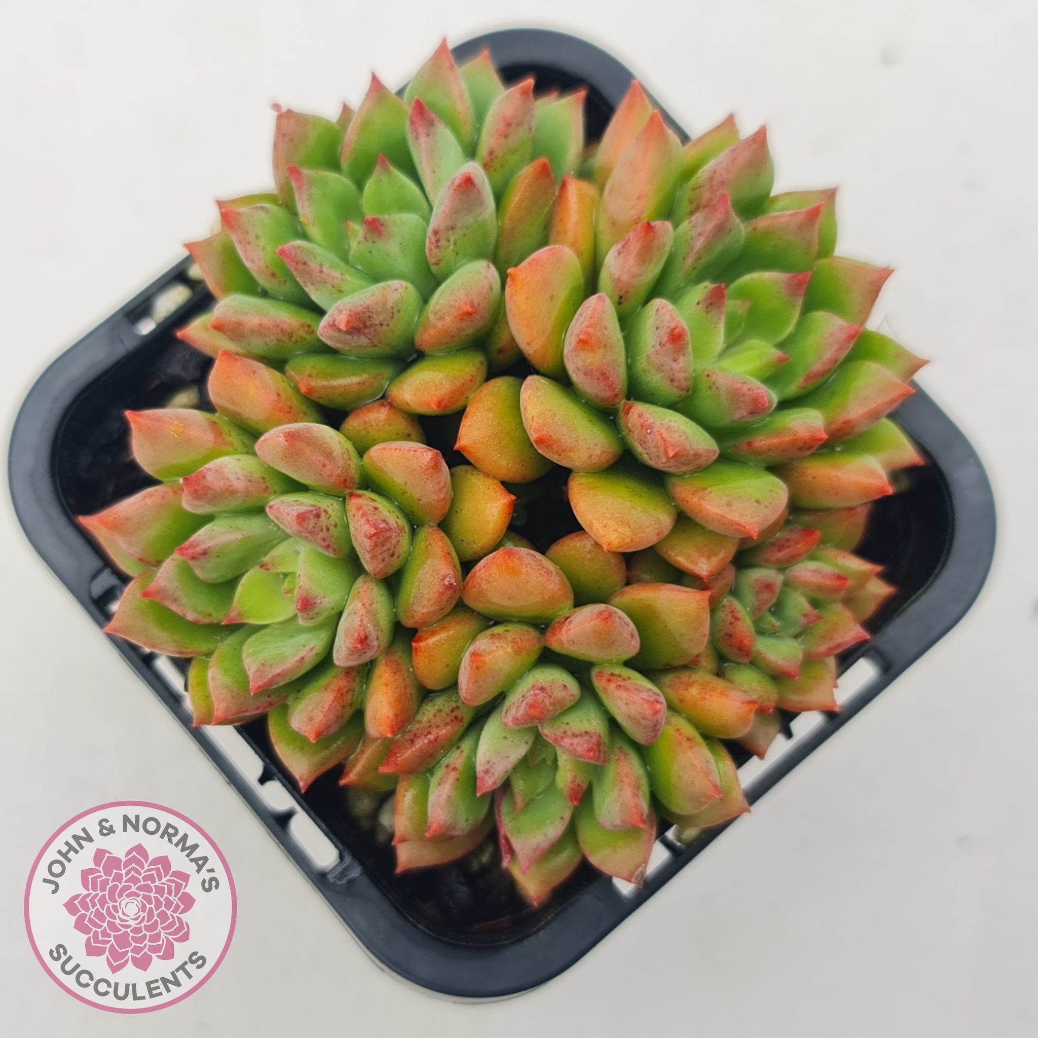 Echeveria 'Emerald Ripple' | John & Norma's Succulents – John & Norma's ...