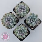 Echeveria Estrella