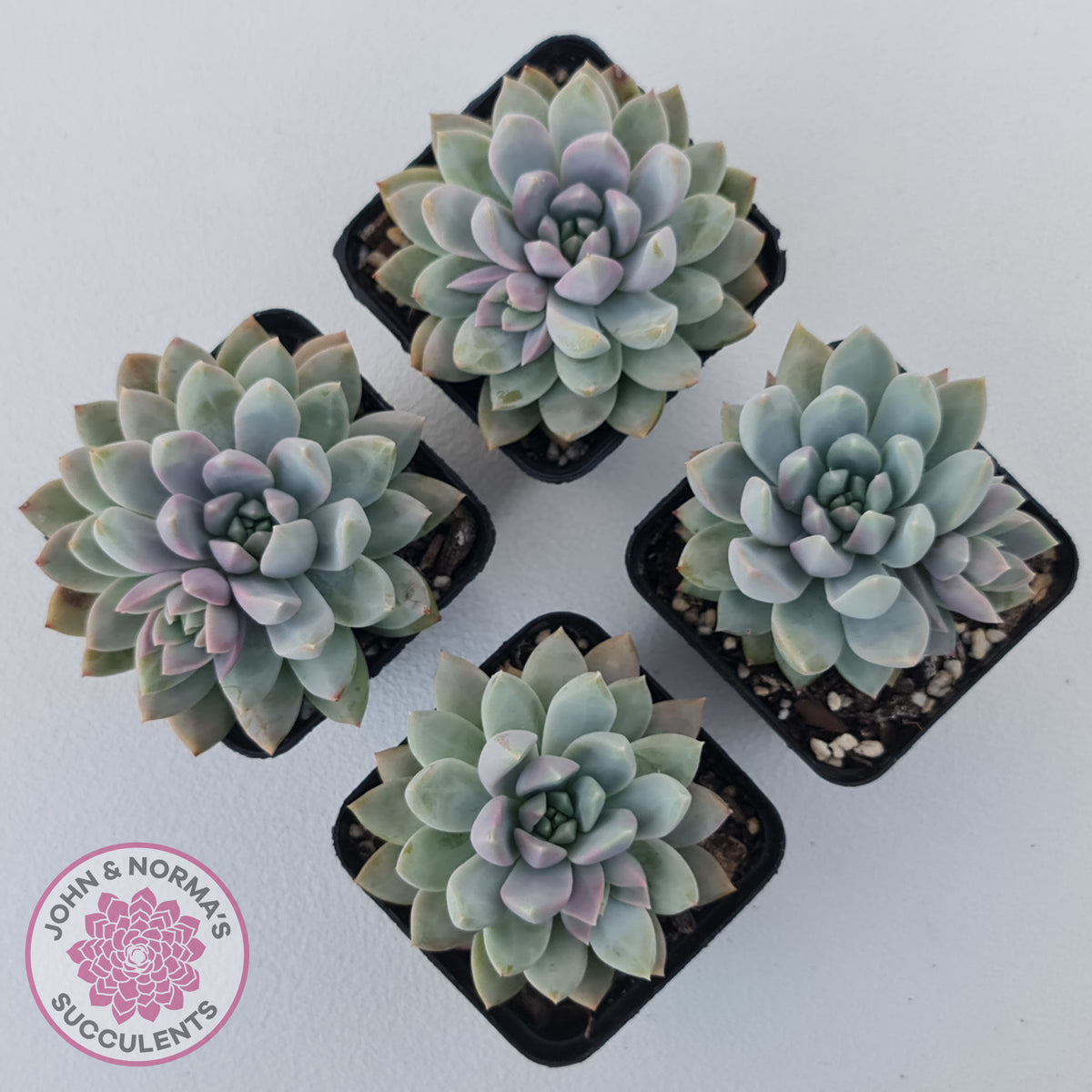 Echeveria Estrella
