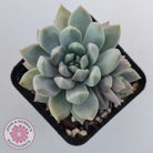 Echeveria Estrella