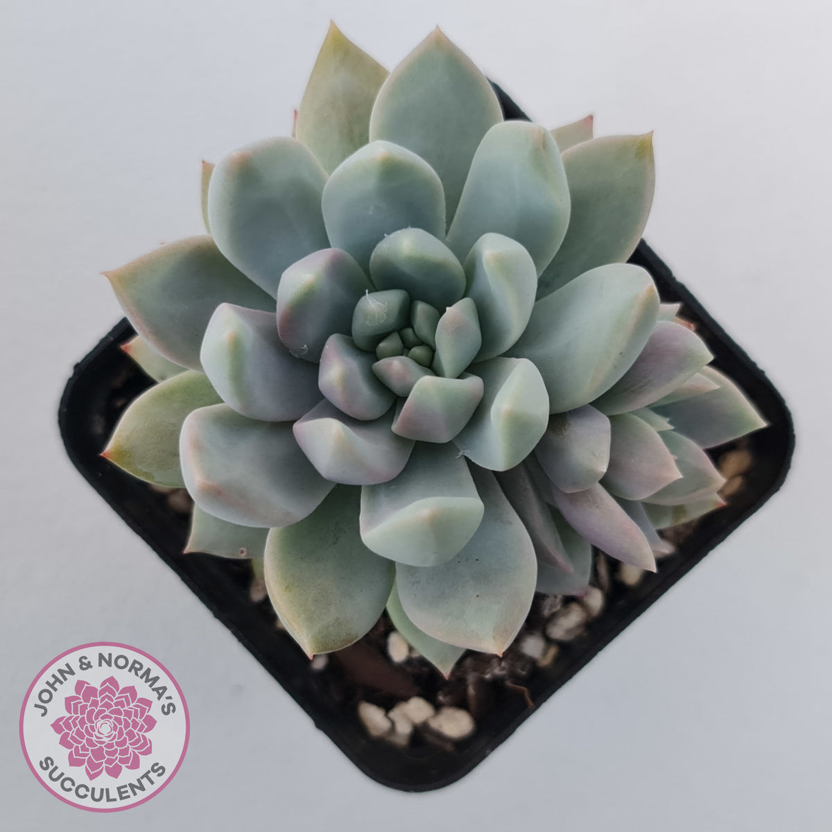 Echeveria Estrella