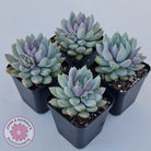 Echeveria Estrella