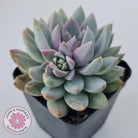 Echeveria Estrella
