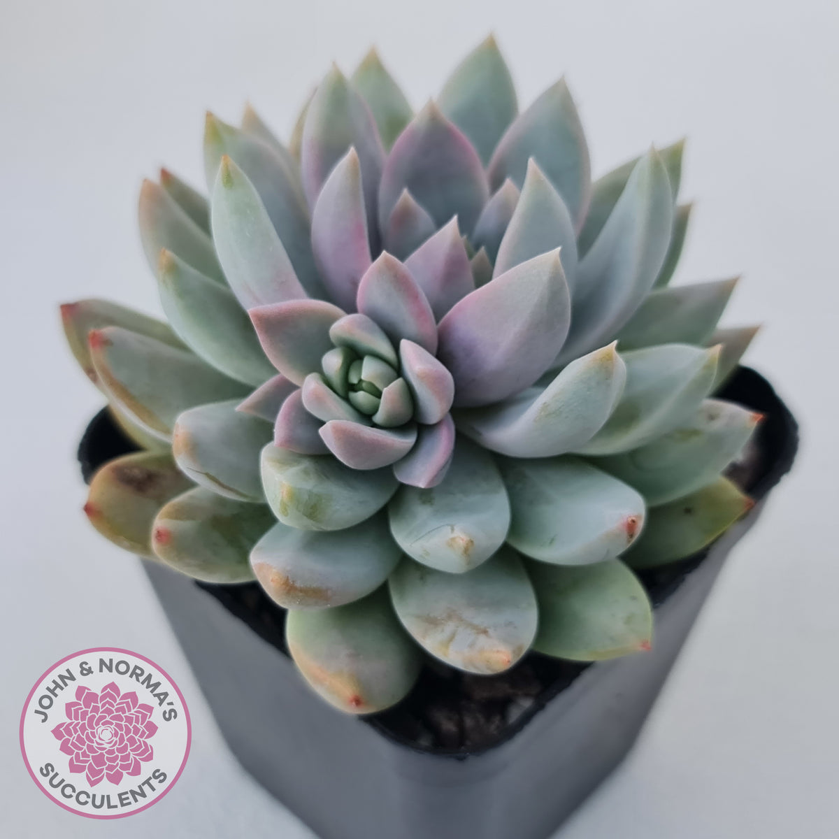 Echeveria Estrella