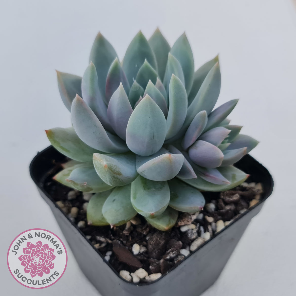 Echeveria Estrella