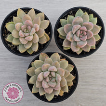 Load image into Gallery viewer, Echeveria Estrella
