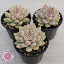 Load image into Gallery viewer, Echeveria Estrella
