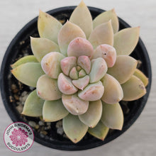 Load image into Gallery viewer, Echeveria Estrella
