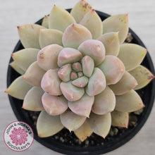 Load image into Gallery viewer, Echeveria Estrella
