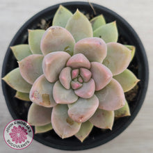 Load image into Gallery viewer, Echeveria Estrella
