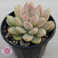 Load image into Gallery viewer, Echeveria Estrella
