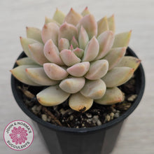 Load image into Gallery viewer, Echeveria Estrella
