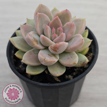 Load image into Gallery viewer, Echeveria Estrella
