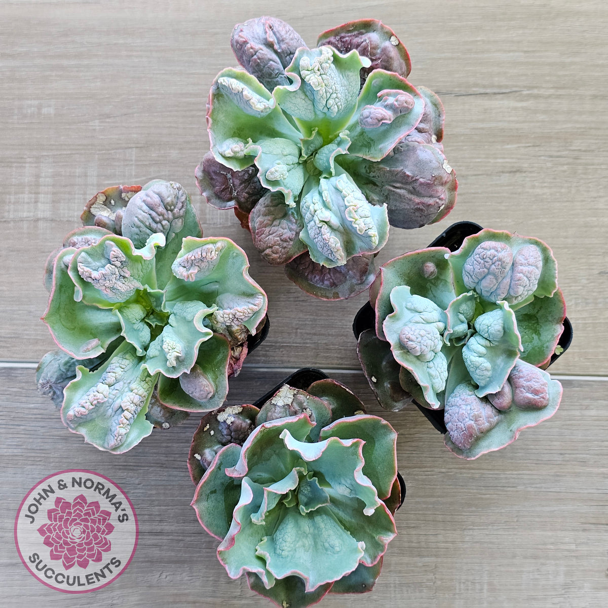 Echeveria Etna