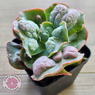Echeveria Etna