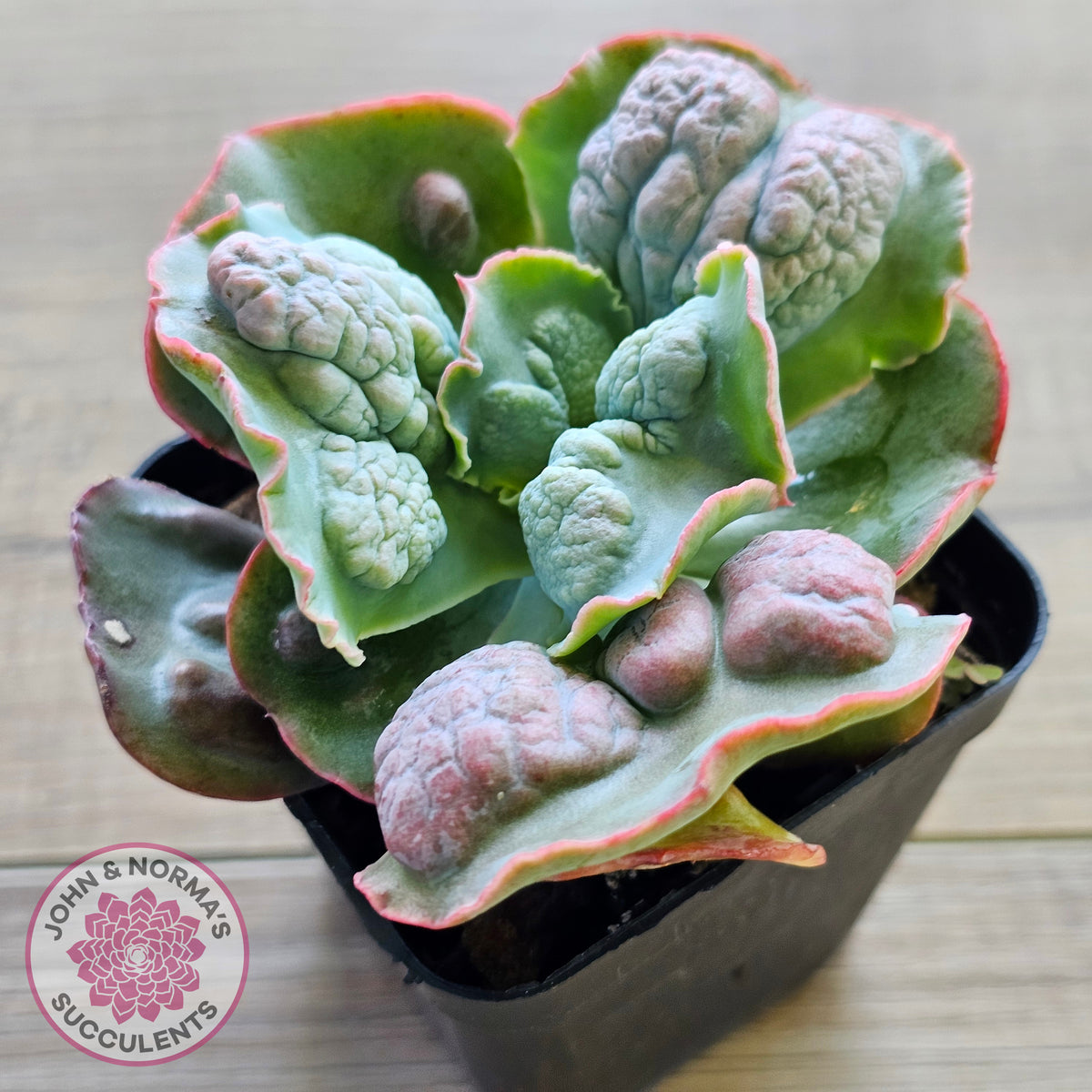 Echeveria Etna
