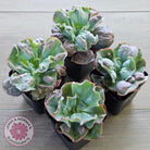 Echeveria Etna