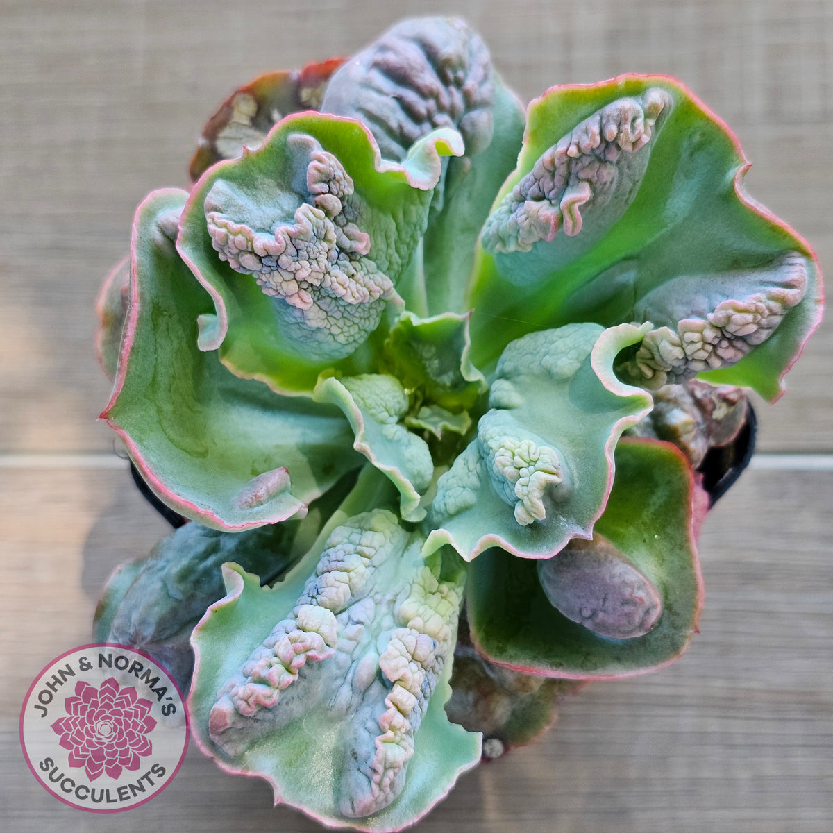 Echeveria Etna