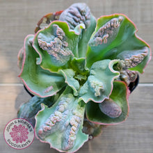 Load image into Gallery viewer, Echeveria Etna
