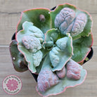 Echeveria Etna
