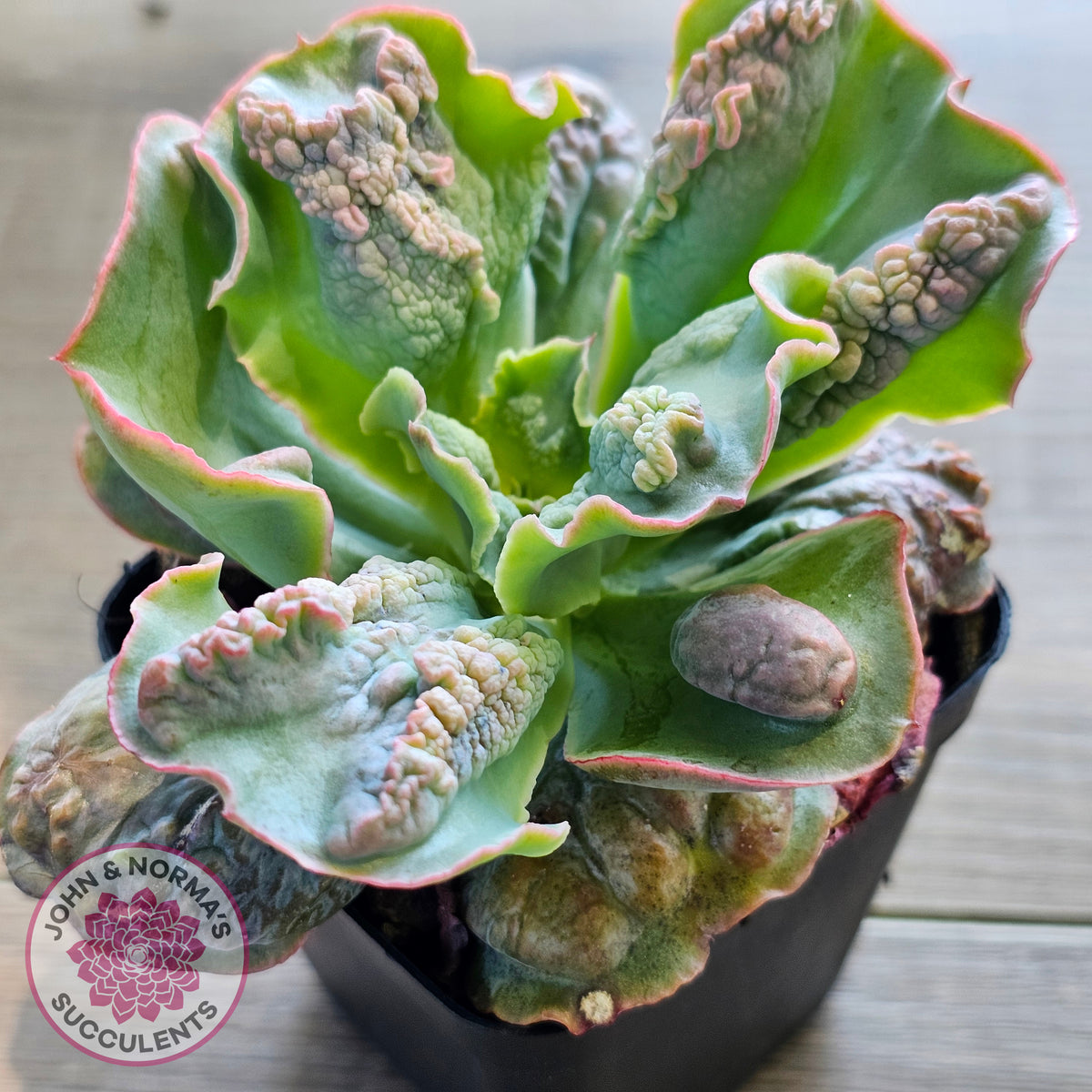 Echeveria Etna