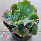 Echeveria Etna